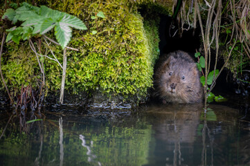 Water Vole Hiding in a hole. Wild Rare British Mammal  - obrazy, fototapety, plakaty