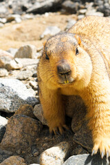 Himalayan Marmot in the wild mountain in Ladakh, India