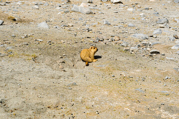 Himalayan Marmot in the wild mountain in Ladakh, India