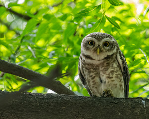 A Spotted owl