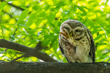 A Spotted Owl