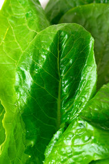 Romaine lettuce leaves in close-up view. Full frame. Vegetable and healthy eating background