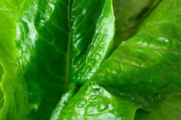 Romaine lettuce leaves in close-up view. Full frame. Vegetable and healthy eating background