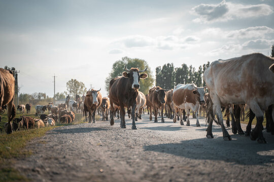 herd of cows crossing the road