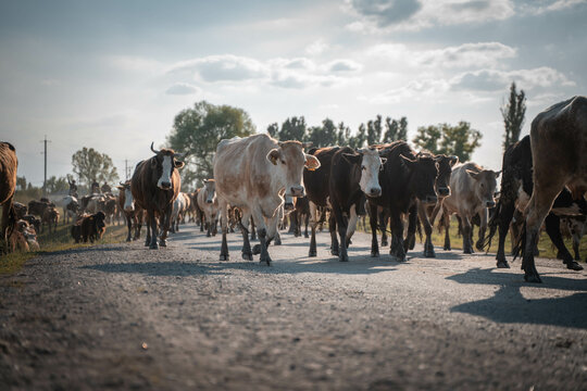 herd of cows crossing the road