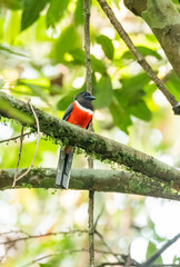 A Malabar trogon perched on a tree branch in the deep jungles on the outskirts of Thattekad, Kerala