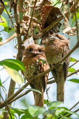 A couple of Srilankan frogmouth birds perched on top of the tree on the outskirts of Thattekad, Kerala
