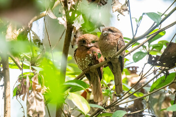 A couple of Srilankan frogmouth birds perched on top of the tree on the outskirts of Thattekad, Kerala