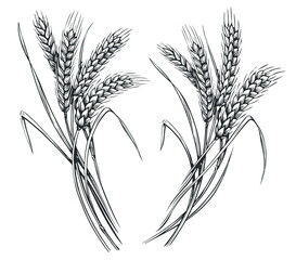 Wheat ears, spikelets sketch. Hand drawn rye in vintage engraving style. Farm organic food concept. Vector illustration