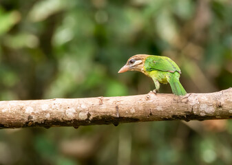 A white-cheeked barbet perched on a tree on the outskirts of Thattekad, Kerala