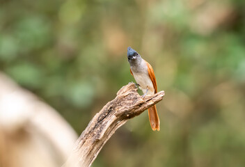 Naklejka na ściany i meble An Indian paradise flycatcher female perched on a small branch on the outskirts of Thattekad, Kerala