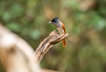 Naklejka na ściany i meble An Indian paradise flycatcher female perched on a small branch on the outskirts of Thattekad, Kerala
