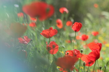 poppy field