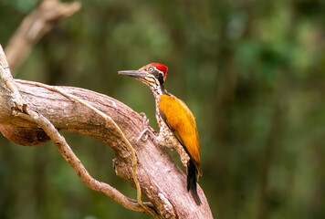 A greater flameback perched on a tree trunk in the deep jungles of Thattekad, Kerala