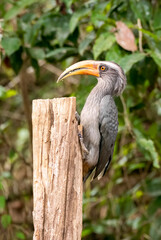 A Malabar grey hornbill perched on a tree in the deep jungles of Thattekad, Kerala