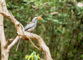 Fototapeta premium A Malabar grey hornbill perched on a tree in the deep jungles of Thattekad, Kerala
