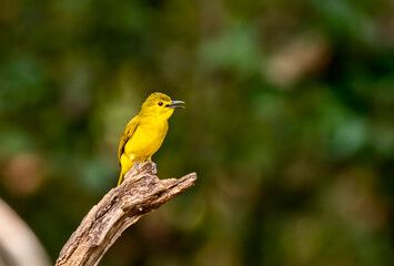 A yellow browed bulbul perched on a tree branch in the deep jungles of Thattekad, Kerala