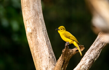 A yellow browed bulbul perched on a tree branch in the deep jungles of Thattekad, Kerala