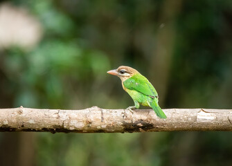 A white-cheeked barbet perched on a tree on the outskirts of Thattekad, Kerala