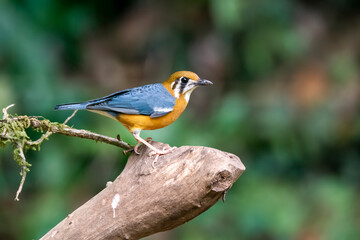 An Orange headed ground thrush feeding on insects on the ground in the deep jungles of Thattekad, Kerala