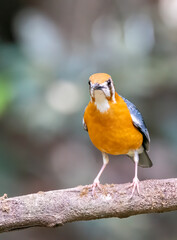 An Orange headed ground thrush feeding on insects on the ground in the deep jungles of Thattekad, Kerala