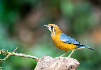 An Orange headed ground thrush feeding on insects on the ground in the deep jungles of Thattekad, Kerala
