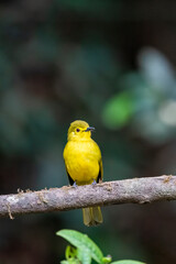 A yellow browed bulbul feeding on insects in the deep jungles of Thattekad, Kerala