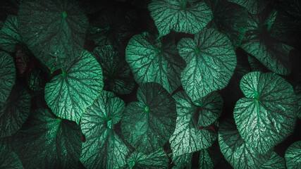 Herb wall, plant wall, natural green wallpaper and background. nature wall. Nature background of...