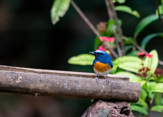 A blue-throated blue flycatcher perched on a tree branch in the outskirts of Thattekad, Kerala