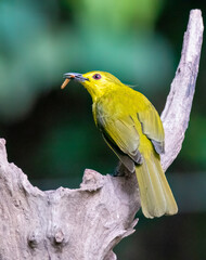 A yellow browed bulbul feeding on insects in the deep jungles of Thattekad, Kerala