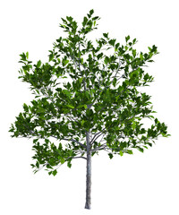 Albero con e senza foglie bianche, arancioni, verdi, gialle, rosse fondo trasparente e isolato	