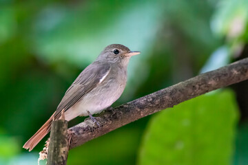 A Rusty-tailed flycatcher perched on a small branch on the outskirts of Thattekad, Kerala