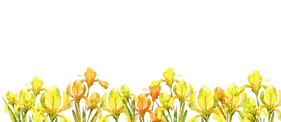 watercolor horizontal frame with yellow iris flowers, hand drawn illustration, white frame banner with spring flowers isolated on white background