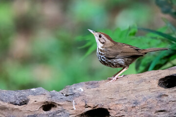 A Puff throated babbler near a waterhole in a bird hide on the outskirts of Thattekad, Kerala