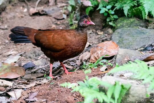 A Red Spurfowl feeding on insects on the outskirts of Jungles in thattekad area of Kerala