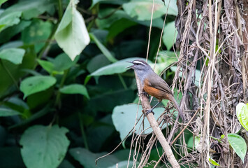A Palani laughing thrush perched on a branch on the roadside of Munnar, Kerala