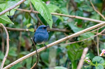 A Nilgiri Sholakili perched on a small twig of a bush on the outskirts of Munnar, Kerala