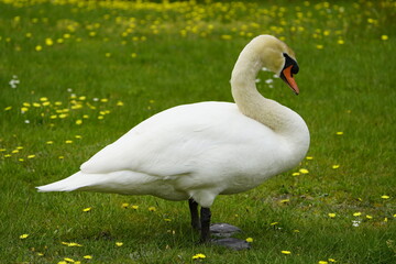 Obraz premium Portrait of a proud swan (Cygnus olor) Anatidae family. Hanover, May 21, 2023. Germany.