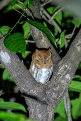 An Indian Scoops Owl with an orange morph perched on a tree trunk in the middle of the night inside Thattekad, Kerala