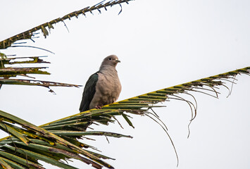 A Green imperial pigeon perched on top of a coconut tree on the outskirts of Thattekad city, Kerala