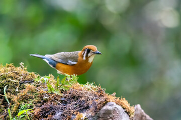 An Orange Headed thrush perched on a small branch on the deep jungles on the outsides of Thattekad, Kerala