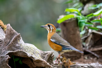 An Orange Headed thrush perched on a small branch on the deep jungles on the outsides of Thattekad, Kerala