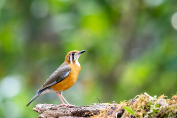 An Orange Headed thrush perched on a small branch on the deep jungles on the outsides of Thattekad, Kerala