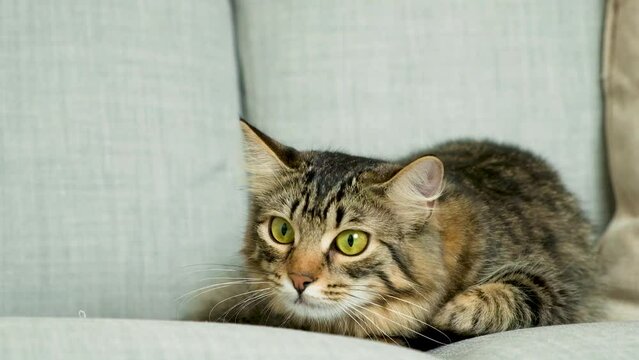 Dilation and constriction of the pupils of a cat, a cat's gaze. The domestic cat follows the target