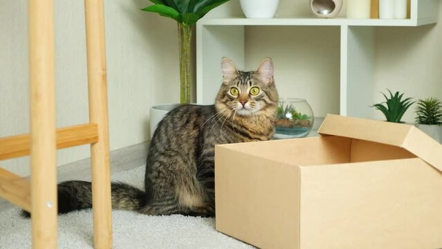 A domestic fluffy cat sits near a cardboard box and turns its head, looks at the camera and around.
