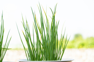 green onion Vegetables grown in the home garden