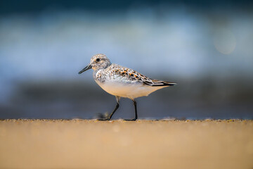Beachside Stroll