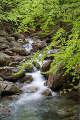Fototapeta premium Scenic view of river flowing in forest, Regional Natural Park of the Ligurian Alps, Italy