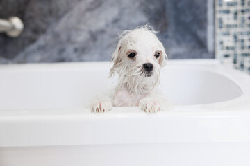 Cute wet white Maltese dog is bathing in the bathroom. Puppy in a beauty salon for dogs on grooming procedures.