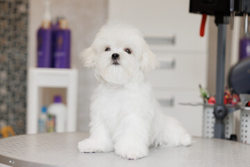 Cute white Maltese dog in a beauty salon for dogs on grooming procedures.